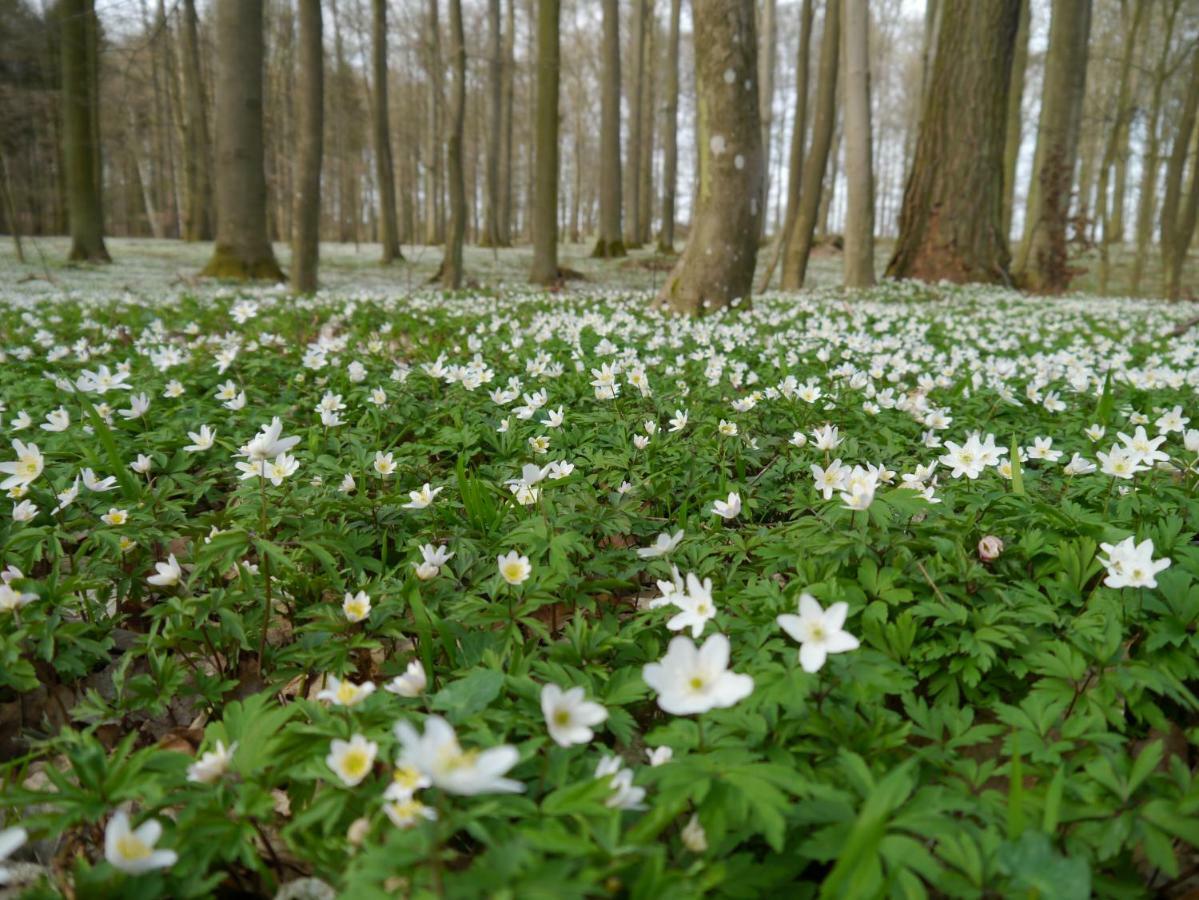 Ferienhaus-Uckermarkblick Rosenow  Luaran gambar